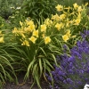 Hemerocallis Happy Returns 0000 high res 2