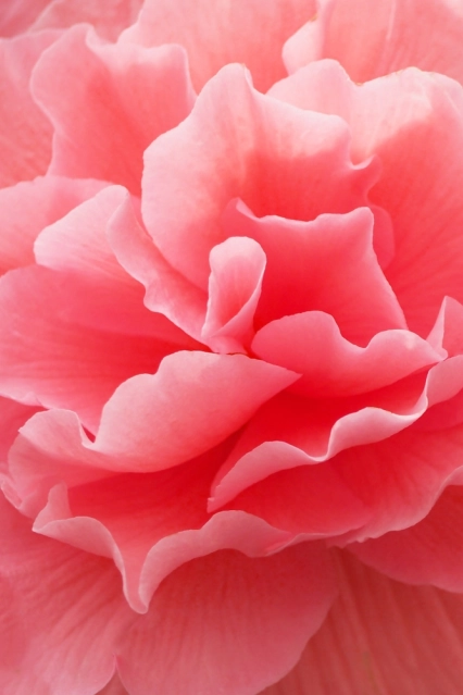 Shutterstock 1100660636