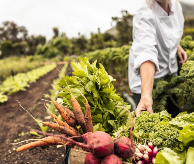 Potager jpg scaled