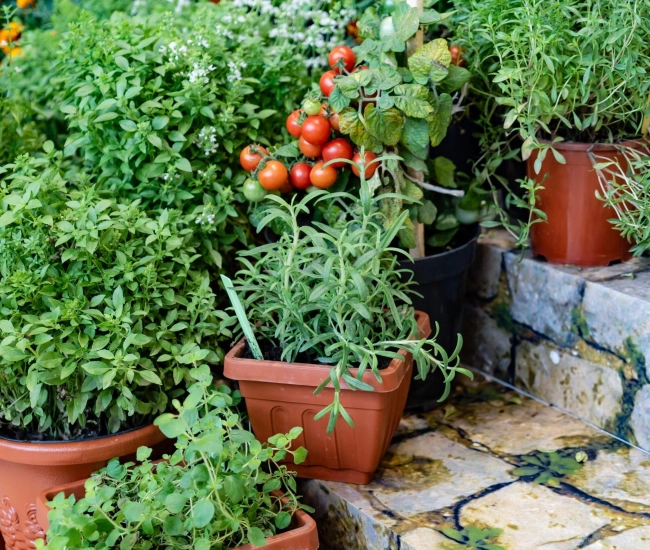 Potager en pots scaled
