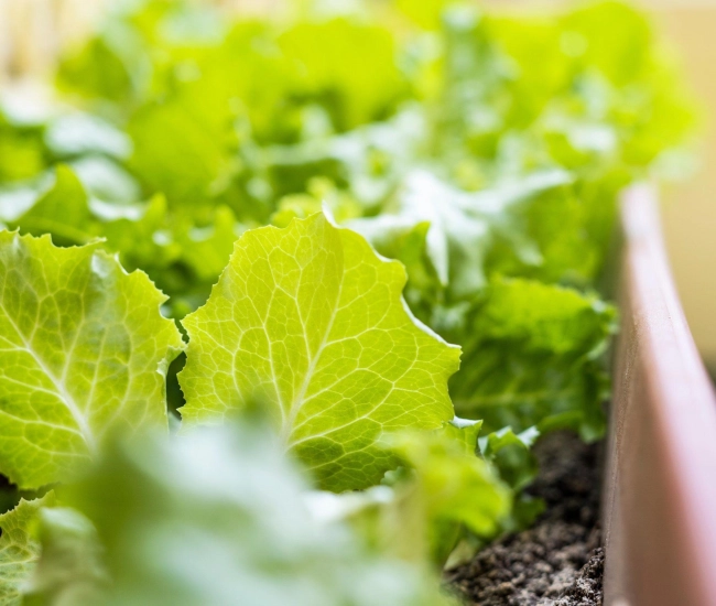 Laitue potager scaled