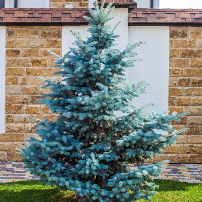 Colorado spruce scaled
