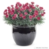 Oeillet fruit punch black cherry frost pot