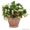 Fraise berried treasure white pot