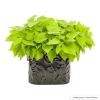 Ipomee sweetheart lime pot