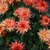 Dahlia xxl tabasco le dahlia xxl tabasco dummen orange nouveaute 2018 20170821 3 daniel a seguin 1200x858