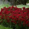 Dianthus rockin red 2