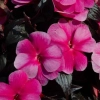 Impatiens super sonic sweet purple 20060714 1 jvh 1200x858