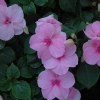 Impatiens walleriana xtreme pink 20060714 jvh 1200x858