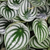 Peperomia watermelon2 scaled