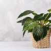 Philodendron birkin 2 scaled