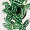 Pilea assortis 4 po