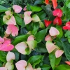 Anthurium