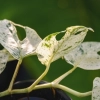 Pothos Pinntum 'Marble'_