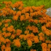 Asclepias tuberosa 0003 high res 1