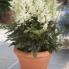 ASTILBE YOUNIQUE WHITE Container Container