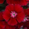 Dianthus rockin red