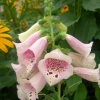 Digitalis purpurea foxy 20060804 3 floralies jouvence 1200x858