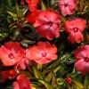 Impatiens super sonic salmon 20060714 jvh 1200x858