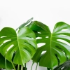 Monstera delisiosa scaled