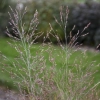 Panicum gunsmoke wg3