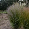 Panicum gunsmoke wg4