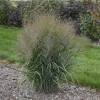 Panicum gunsmoke wg