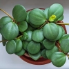 Peperomia hope