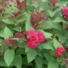 Double play doozie spirea 3