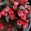 Weigela electric love 2