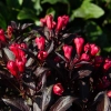 Weigela electric love 015