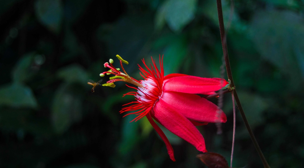 Plante tropicale