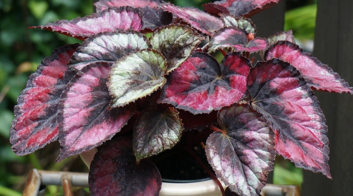 Red kiss rex begonia 1509722 1920