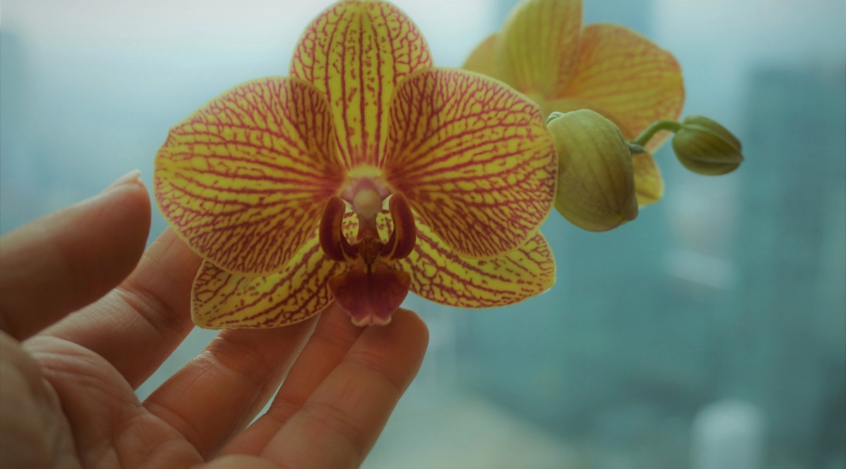 Orchidee orchid orchids karen mork lwvvdbzlj2c unsplash scaled