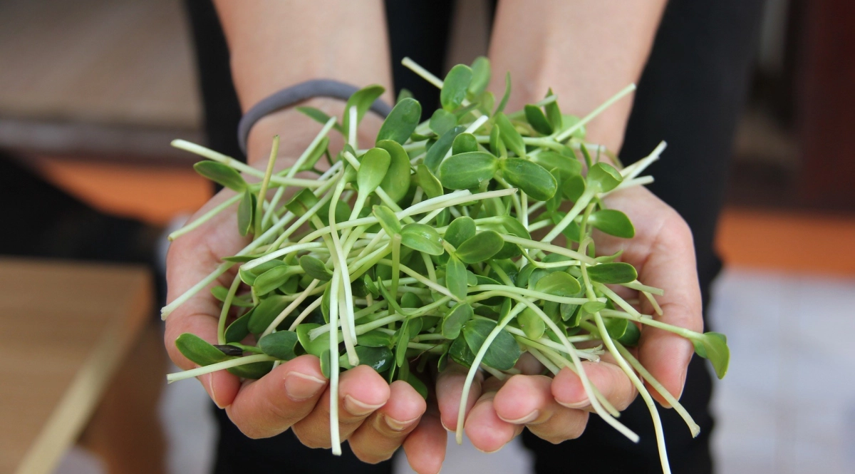 Germination sprout sprouts sprouting sunflower 1213754 1920