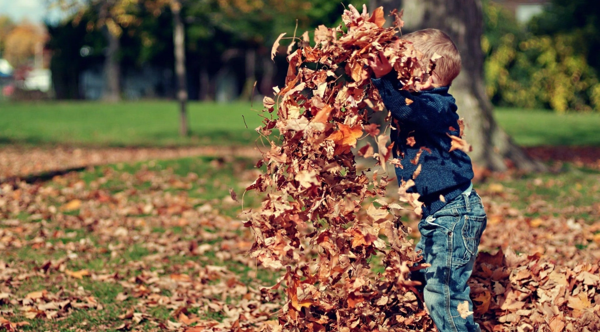 Autumn leaf feuilles dautome scott webb obkbq4z3cua unsplash