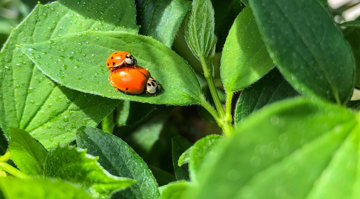 Coccinelle2 jpg scaled