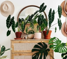5 trucs pour les plantes