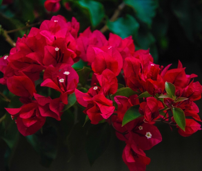 Bougainvillea