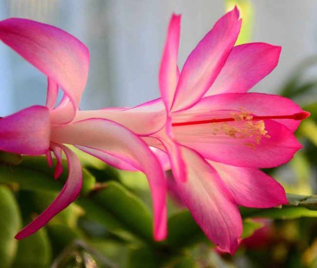 Christmas cactus 277690 1920