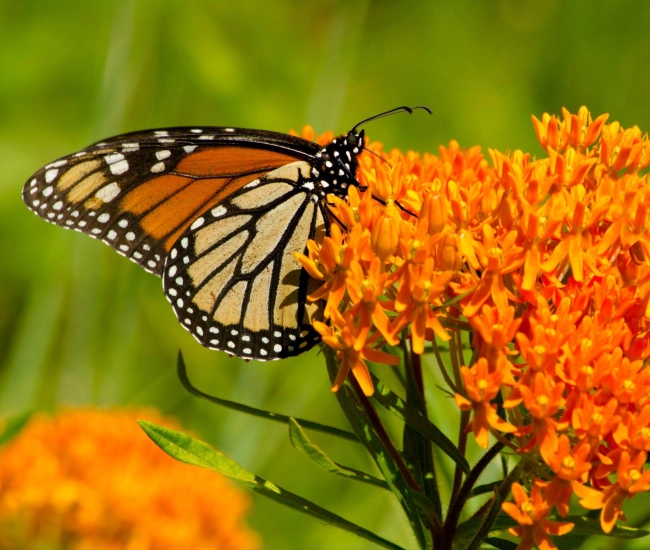 Butterfly weed scaled