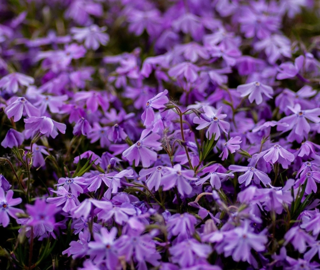 Phlox vivace yoksel zok fhlzibsc858 unsplash scaled