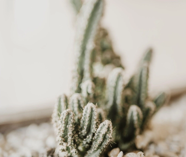 Cereus hildmannianus cactus cierge benjamin lizardo 6bjobsbnmh0 unsplash