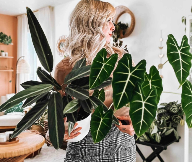 Plantes feuillage fonce laura pigeon