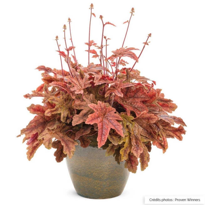 Heucherella fun and games red rover pot