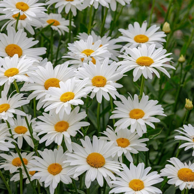 Marguerite becky 1