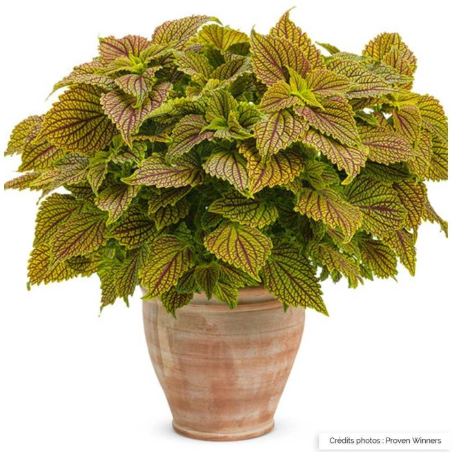 Coleus golden dreams pot