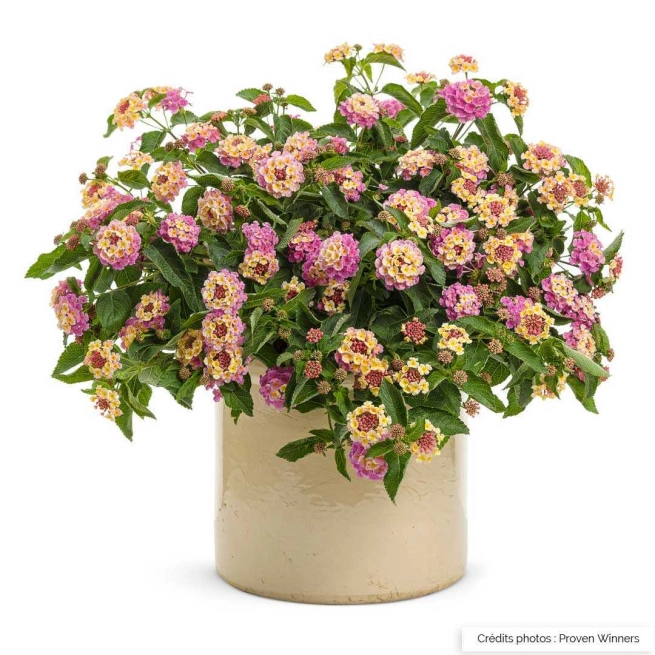 Lantana pinkberry blend pot