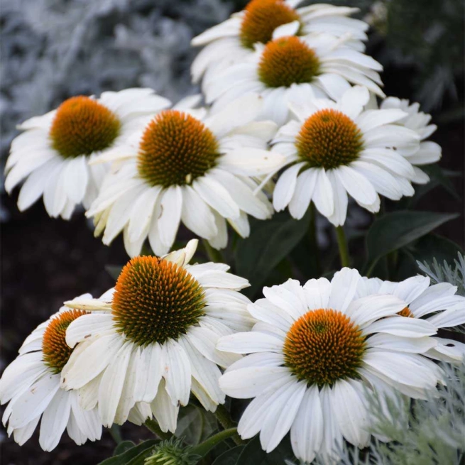 Echinacea the price is white