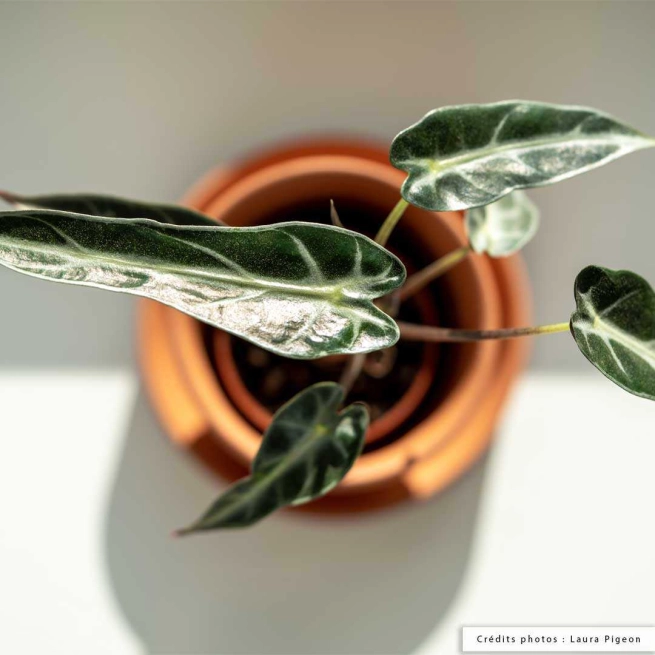 Alocasia bambino